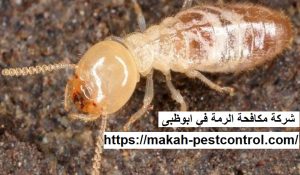 شركة مكافحة الرمة في ابوظبى