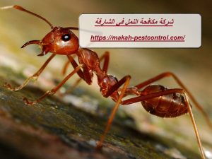 شركة مكافحة النمل في الشارقة