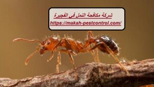 شركة مكافحة النمل في الفجيرة