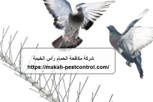 شركة مكافحة الحمام راس الخيمة