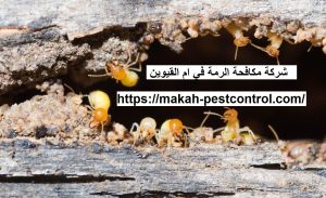 شركة مكافحة الرمة في ام القيوين