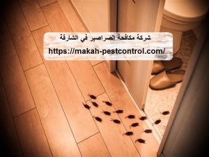 شركة مكافحة الصراصير في الشارقة