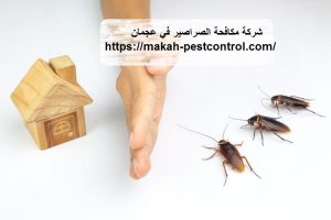 شركة مكافحة الصراصير في عجمان