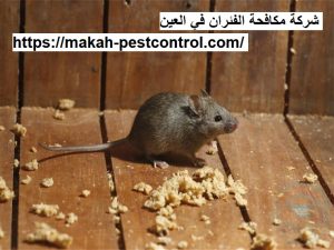 شركة مكافحة الفئران في العين