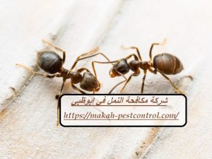 شركة مكافحة النمل في ابوظبي