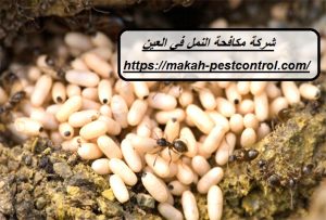 شركة مكافحة النمل في العين